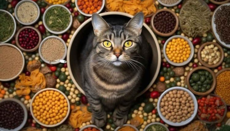 Best natural food for cats