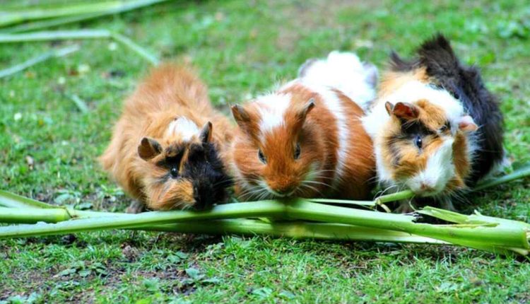 Guinea Pigs