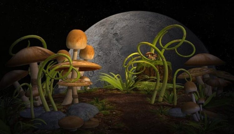Mr. mushies