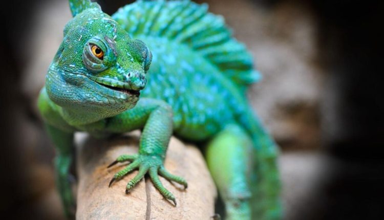 crocodile skink for sale