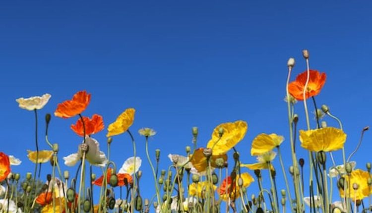 dried poppy pods ( unwashed)