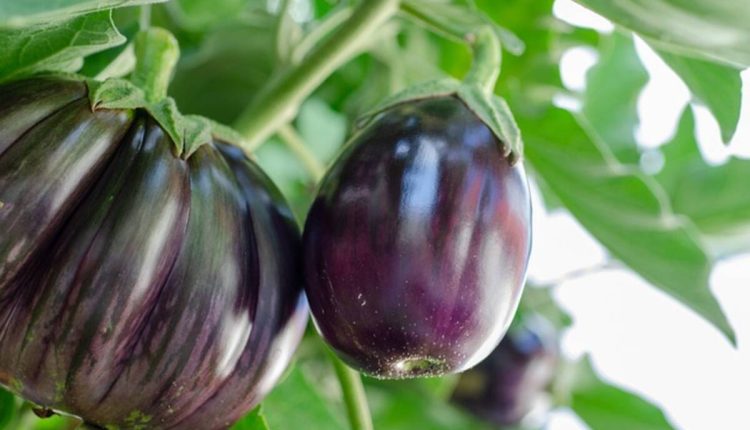 Plants For Eggplants
