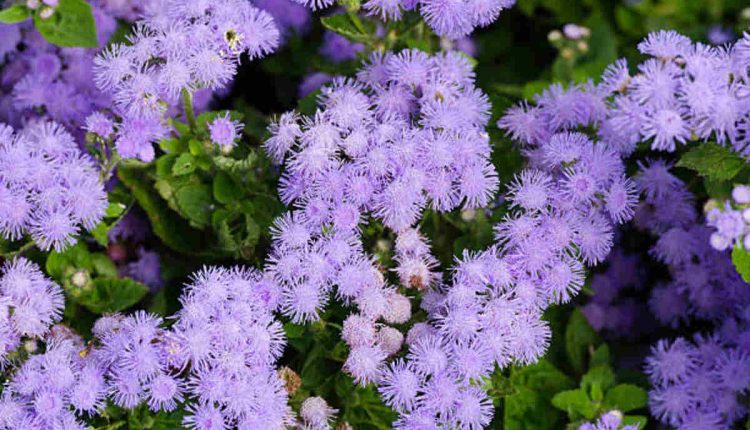 Dreaming About the Leilani Flower