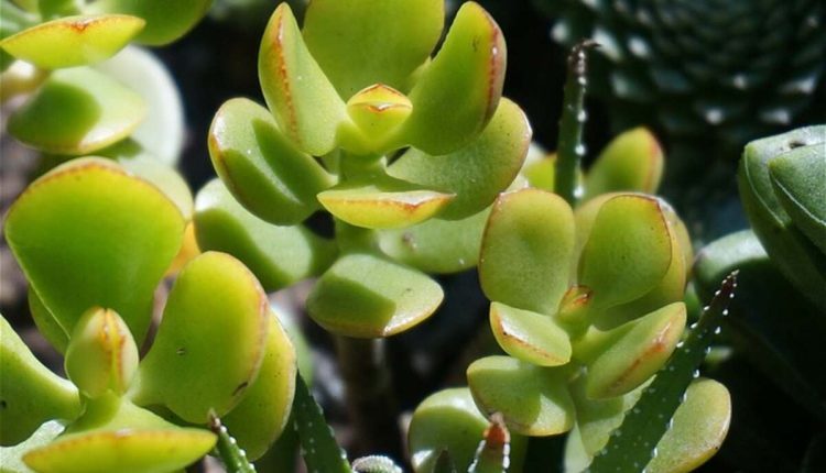 Jade Plant