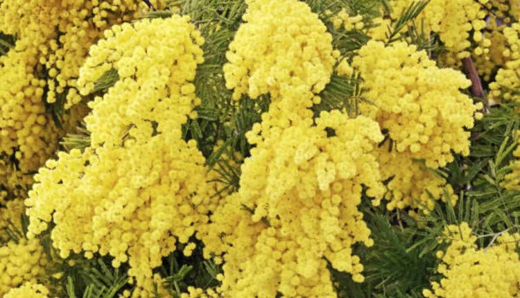 Italian Flower Symbolism and Etiquette