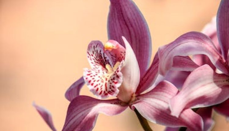 orchid planter