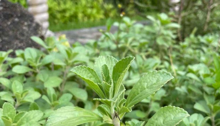 panadol plant