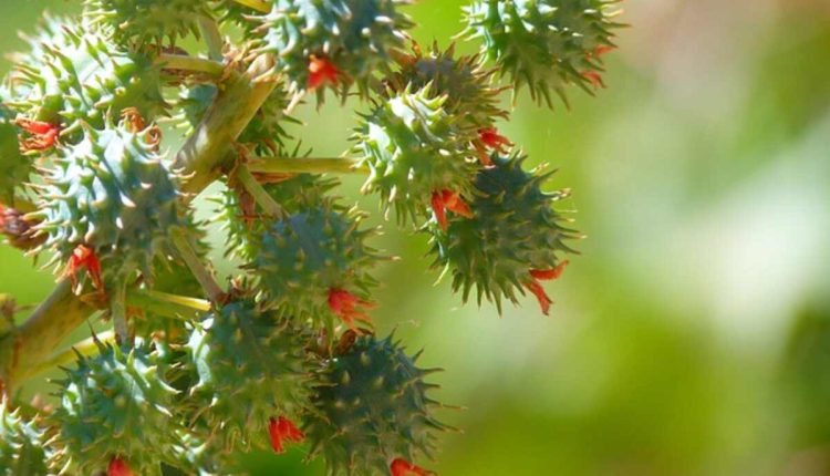 castor oil pack