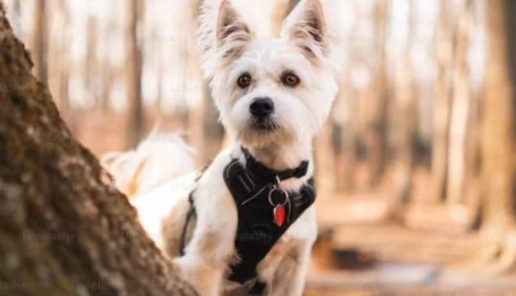 luxury dog harness