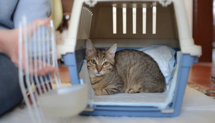The Pet Brooder