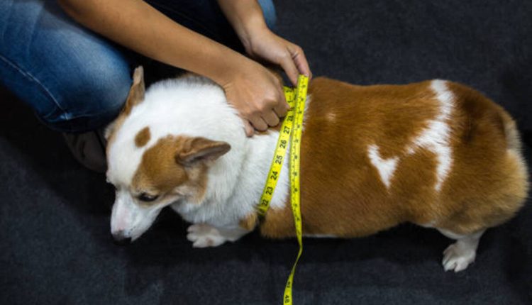 Pet Tape