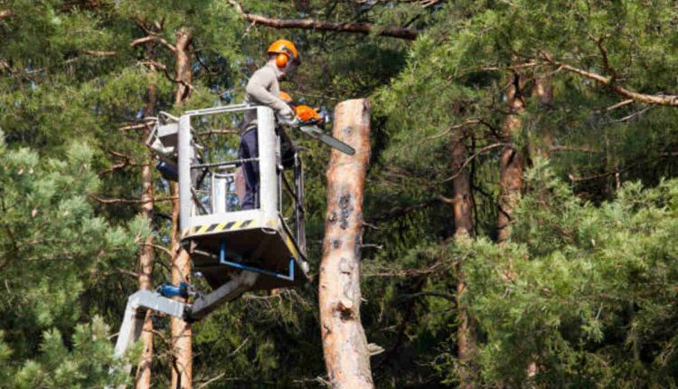 Tree Service Las Vegas