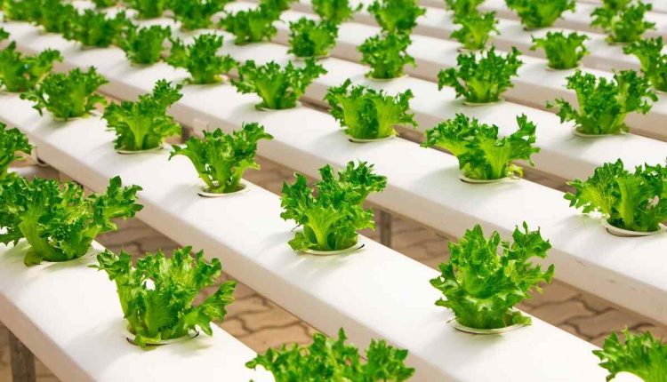 best hydroponic