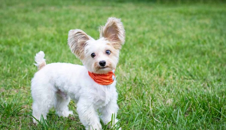 designer harness for small dogs
