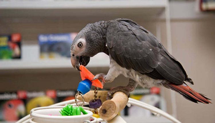 African grey bird for sale