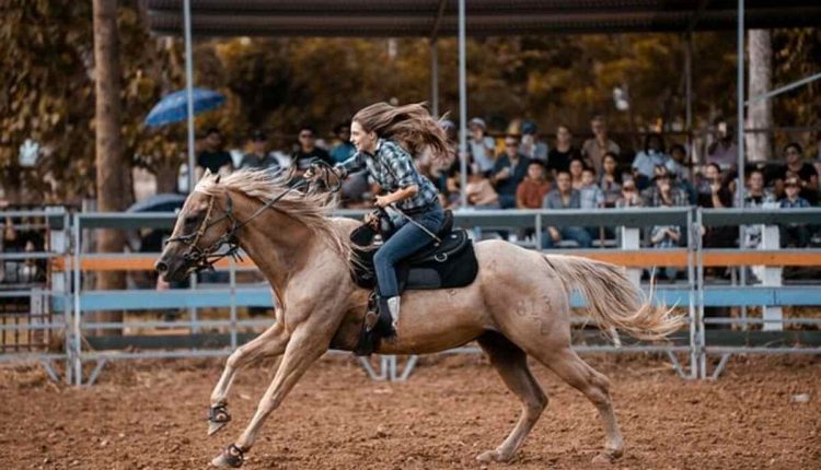 horse medicine