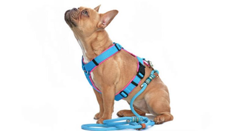 designer harnesses for dogs
