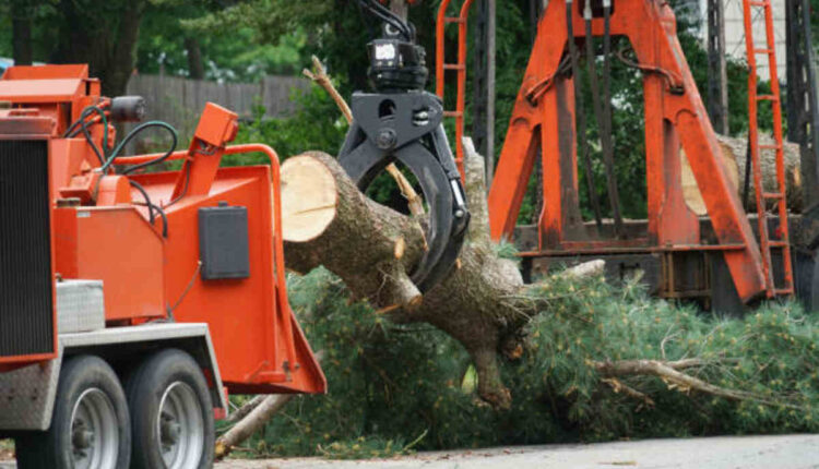 Arborist Canberra