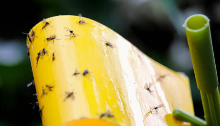 Eliminate Gnats
