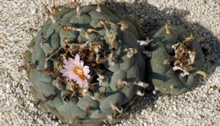 peyote plant for sale