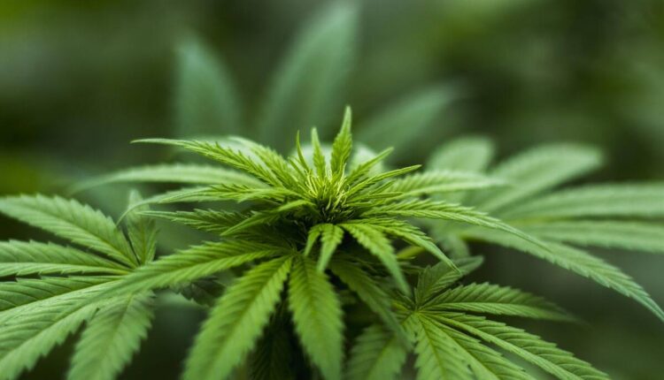 DC medical cannabis reciprocity for NY patients